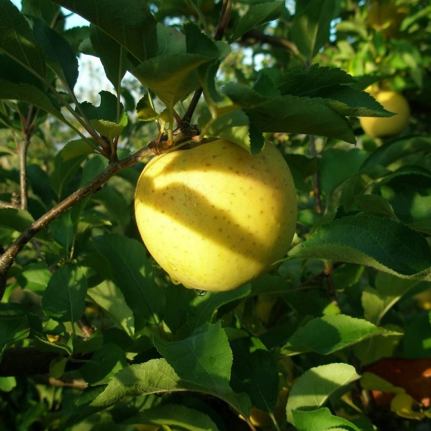 Biblijsko voće: Jabuka